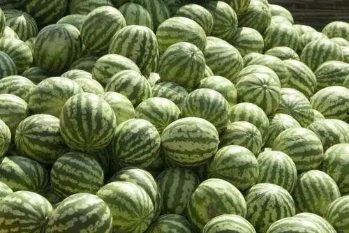 瓜洲西瓜免费吃是真的吗,瓜洲西瓜免费吃活动真相揭秘 第2张 瓜洲西瓜免费吃是真的吗,瓜洲西瓜免费吃活动真相揭秘 第2张