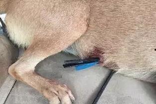 娱乐圈爆料流浪狗被抓,流浪狗被抓引发关注，背后真相令人唏嘘  第1张